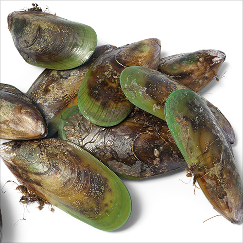 Green-Lip-mussel