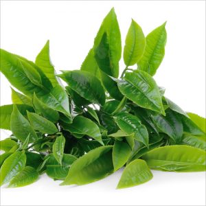 Green-Tea-Extracts