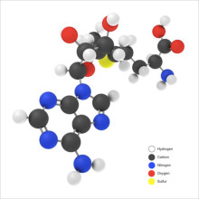 Liver Health Ingredients